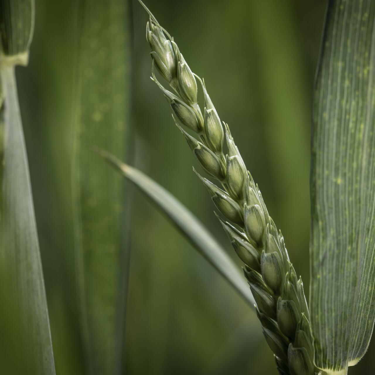 Epi de blé servant à la fabrication de farine pour les pains Canevet